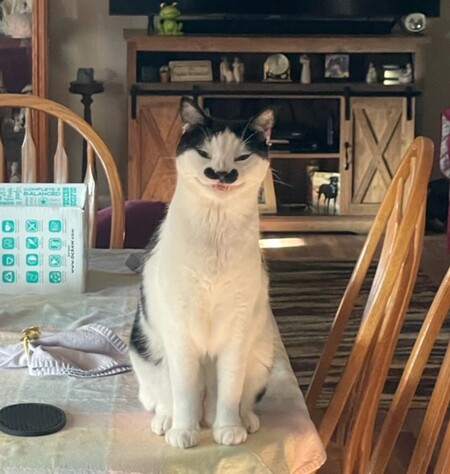 Entry image for Charlie. Clicking this image will show a larger photo