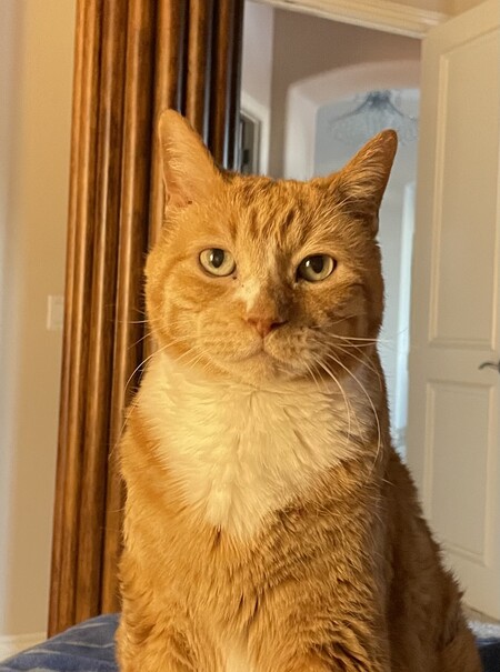 Entry image for Monty. Clicking this image will show a larger photo