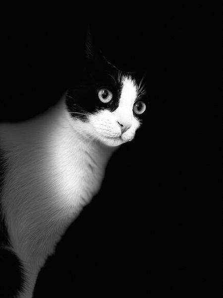 Entry image for Scarlet. Clicking this image will show a larger photo