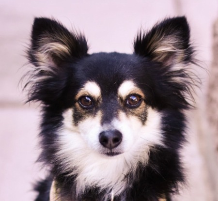 Entry image for Chase. Clicking this image will show a larger photo