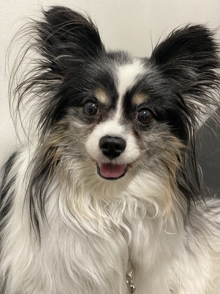 Entry image for Bandit. Clicking this image will show a larger photo