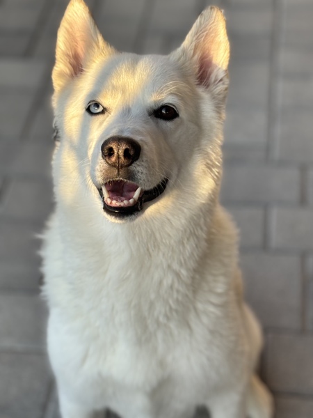 Entry image for Luna. Clicking this image will show a larger photo