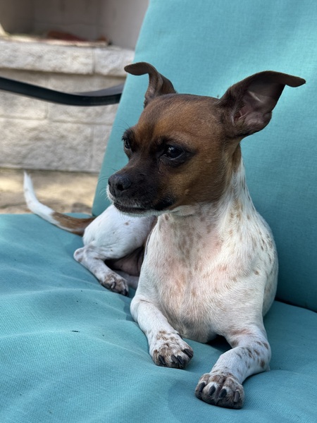 Entry image for Pepper. Clicking this image will show a larger photo