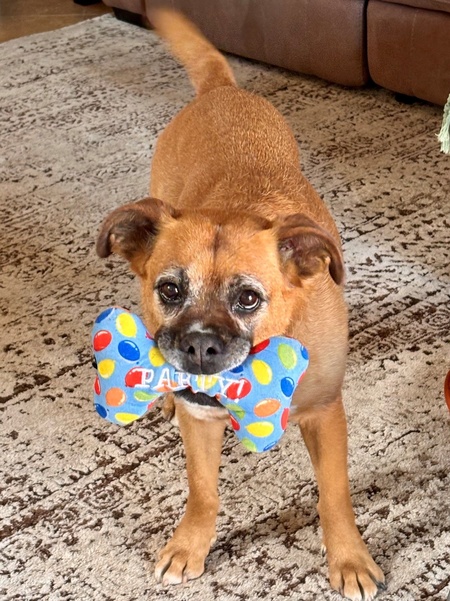 Entry image for Rosie. Clicking this image will show a larger photo