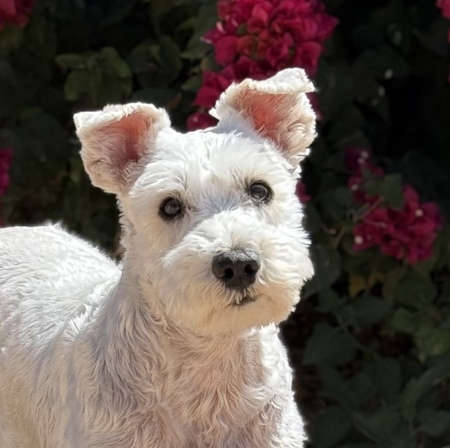 Entry image for Scruffy. Clicking this image will show a larger photo