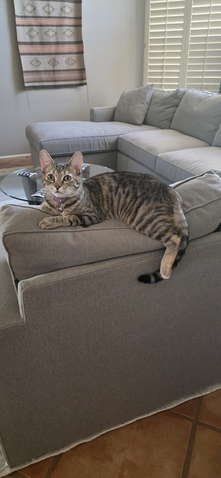 Entry image for Mochi. Clicking this image will show a larger photo