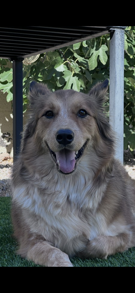 Entry image for Maggie (Was Dorothy at Foothills Animal Rescue). Clicking this image will show a larger photo
