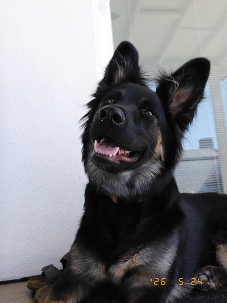 Entry image for Sonny. Clicking this image will show a larger photo