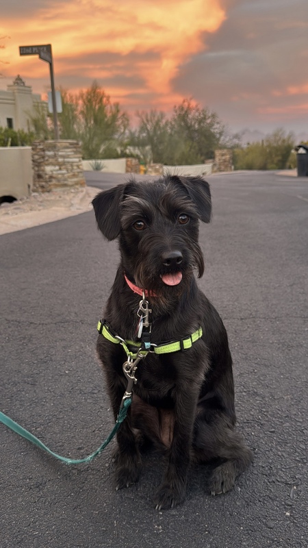 Entry image for Lulu. Clicking this image will show a larger photo