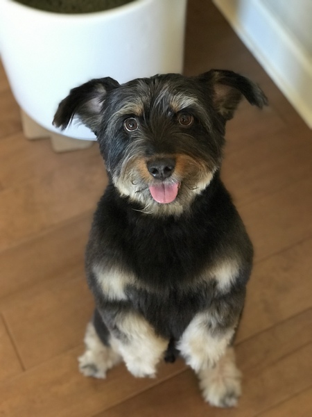 Entry image for Murphy. Clicking this image will show a larger photo