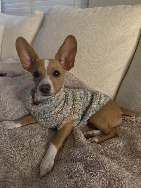 Entry image for Stella. Clicking this image will show a larger photo