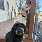 Entry image for Gus and Sirius