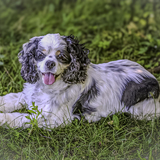 Entry image for Gracey