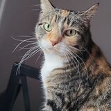 Entry image for Millicent