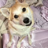 Entry image for Mabel