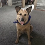 Entry image for Ginger