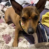 Entry image for Pythani 