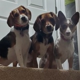Entry image for Groot, Mozzy, Millie