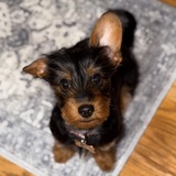 Entry image for Tilly