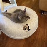 Entry image for Peek-a-Boo Remy with Shadow