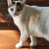 Entry image for Trixie (Amelia Earhart Aviatrix)