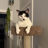 Entry image for Charlie
