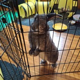 Entry image for Thumper