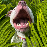 Entry image for Gojo