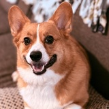 Entry image for Remy