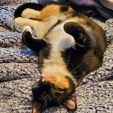 Entry image for Ms. Olive Lulu Bell (when in trouble) or Olive (when not in trouble)