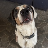 Entry image for sir remington peabody the 3rd