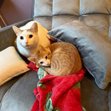 Entry image for Theodore and Sonic