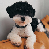 Entry image for Pepper