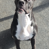 Entry image for Frankie