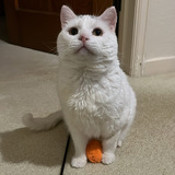 Entry image for Freddie Meowcury