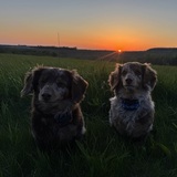 Entry image for Cooper and Winston