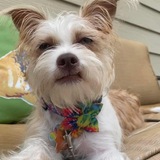 Entry image for Lil Miss Maggie 