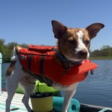 Entry image for Mojo