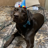 Entry image for Moose