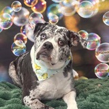 Entry image for Bella