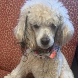 Entry image for Teddy