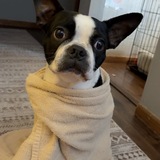 Entry image for Poppy