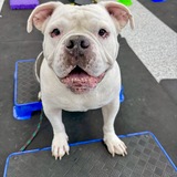 Entry image for Louie