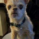 Entry image for Phoebe 