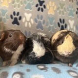 Entry image for Chocolate Milk, MooMoo and 2% 