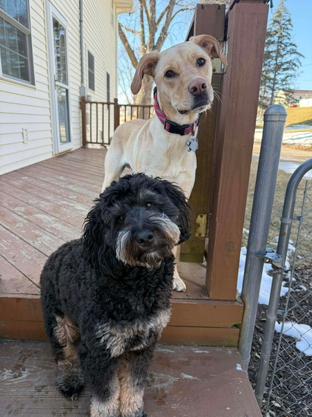 Entry image for Gus and Sirius. Clicking this image will show a larger photo