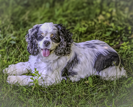 Entry image for Gracey. Clicking this image will show a larger photo