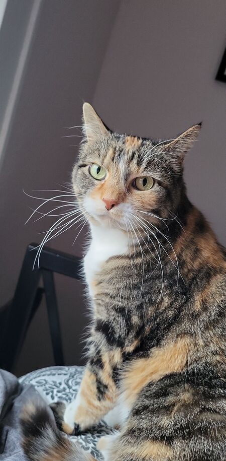Entry image for Millicent. Clicking this image will show a larger photo