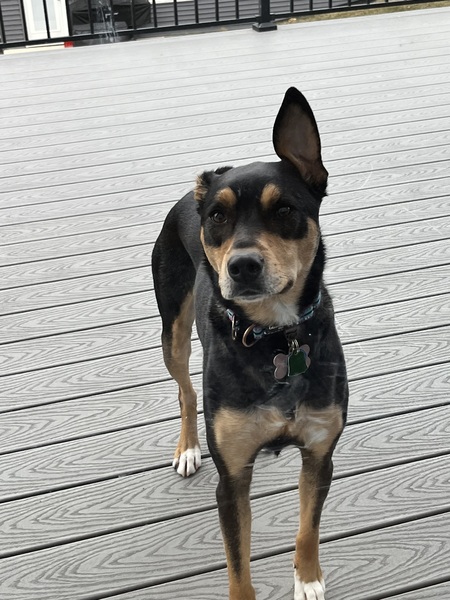 Entry image for Athena Mae. Clicking this image will show a larger photo