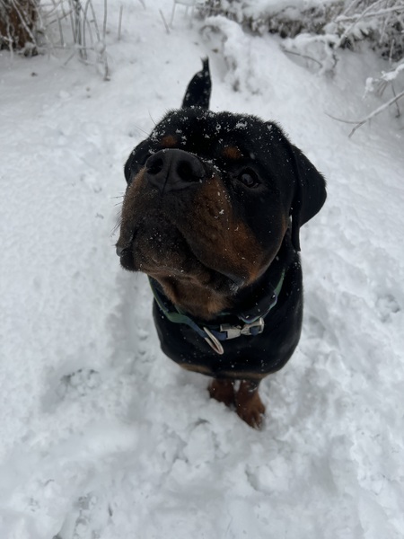 Entry image for Deke . Clicking this image will show a larger photo